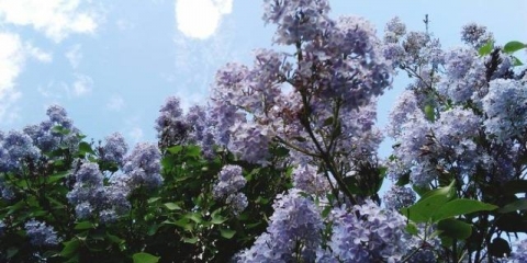 Lila nebo moskve: opis, fotografija, recenzije